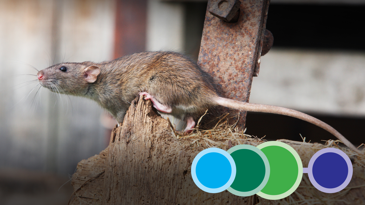 On the Farm Practical Pest Management of Rodents and Insects On the Farm Practical Pest Management of Rodents and Insects